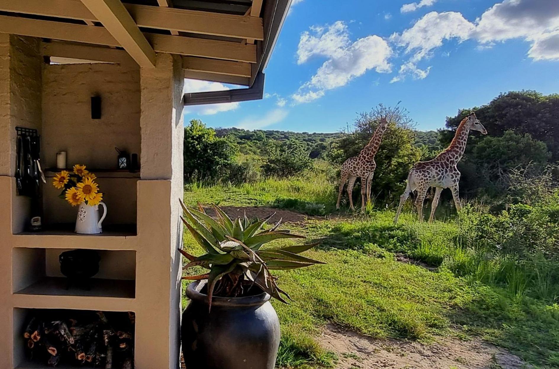 Graceland Eco Retreat 마고에바스클루프 외부 사진